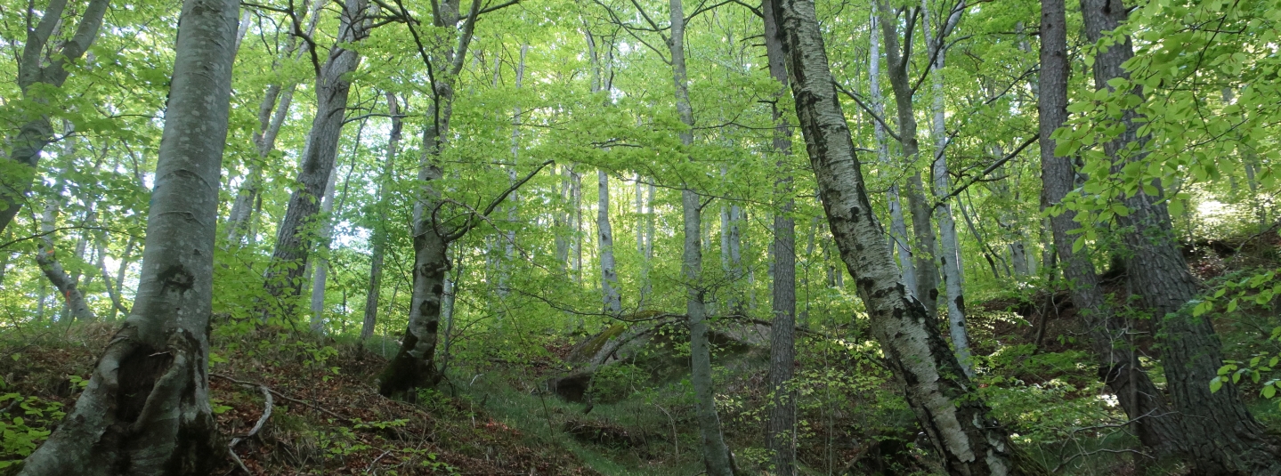 Forêts FR