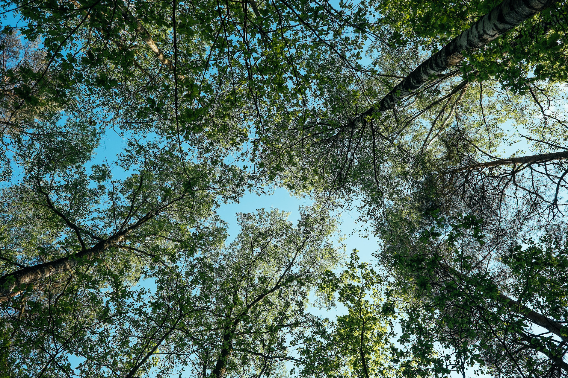 Canopée forêts