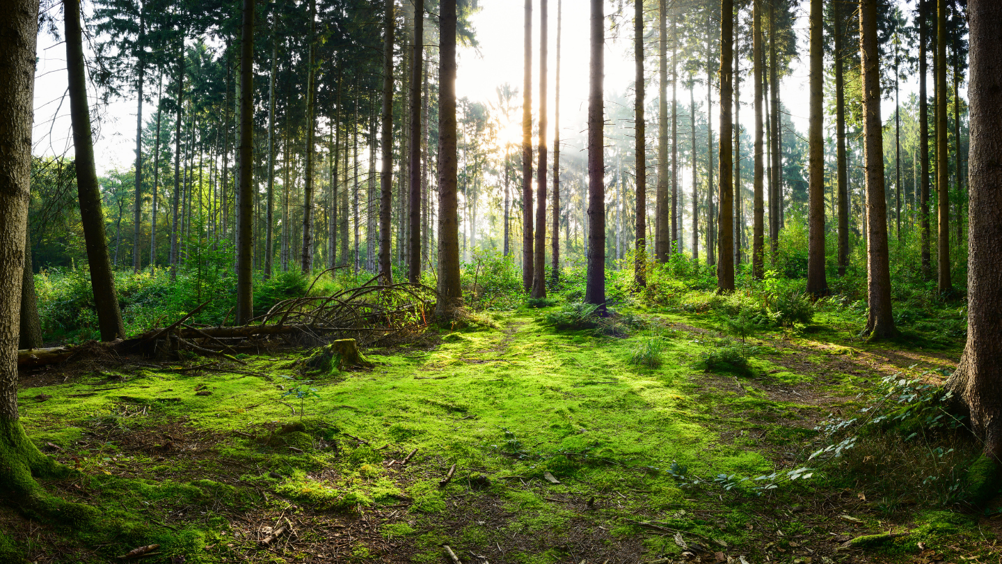 Forêts