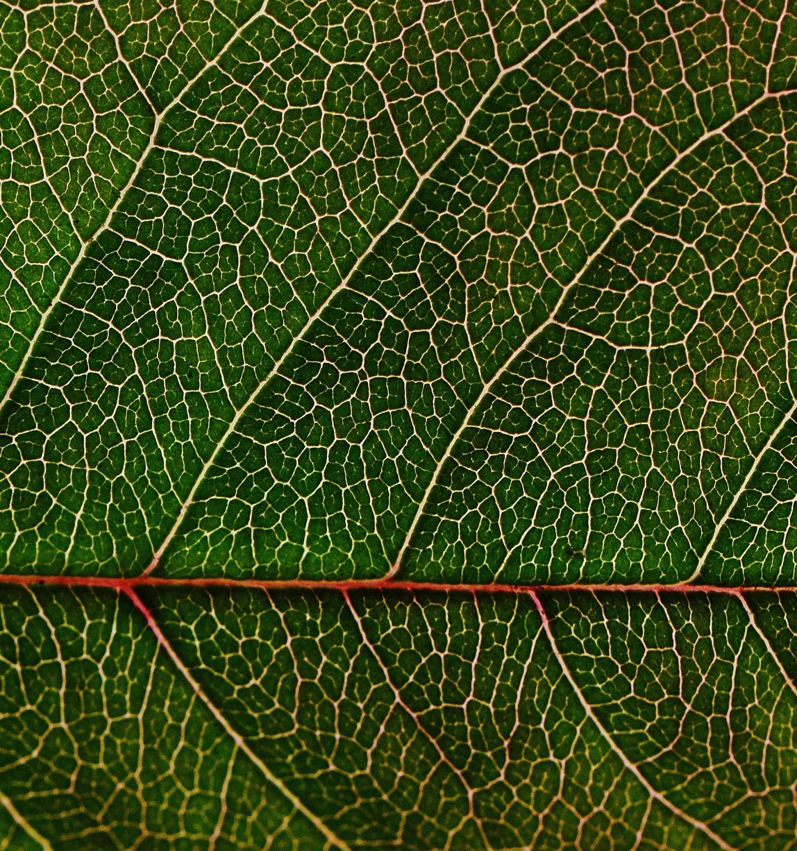 Feuille
