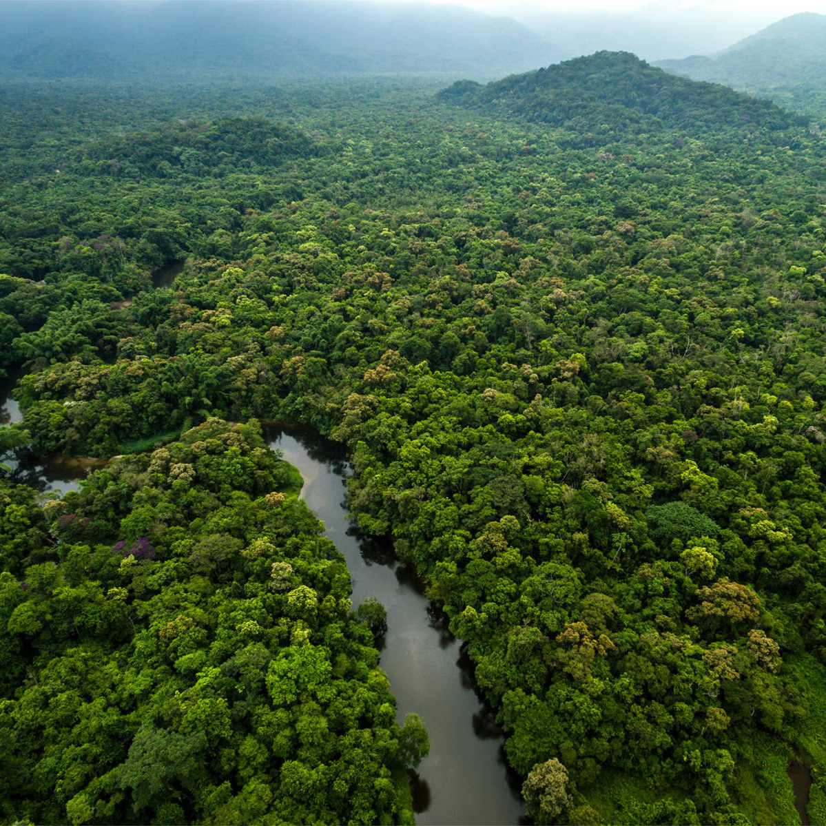 Forêts
