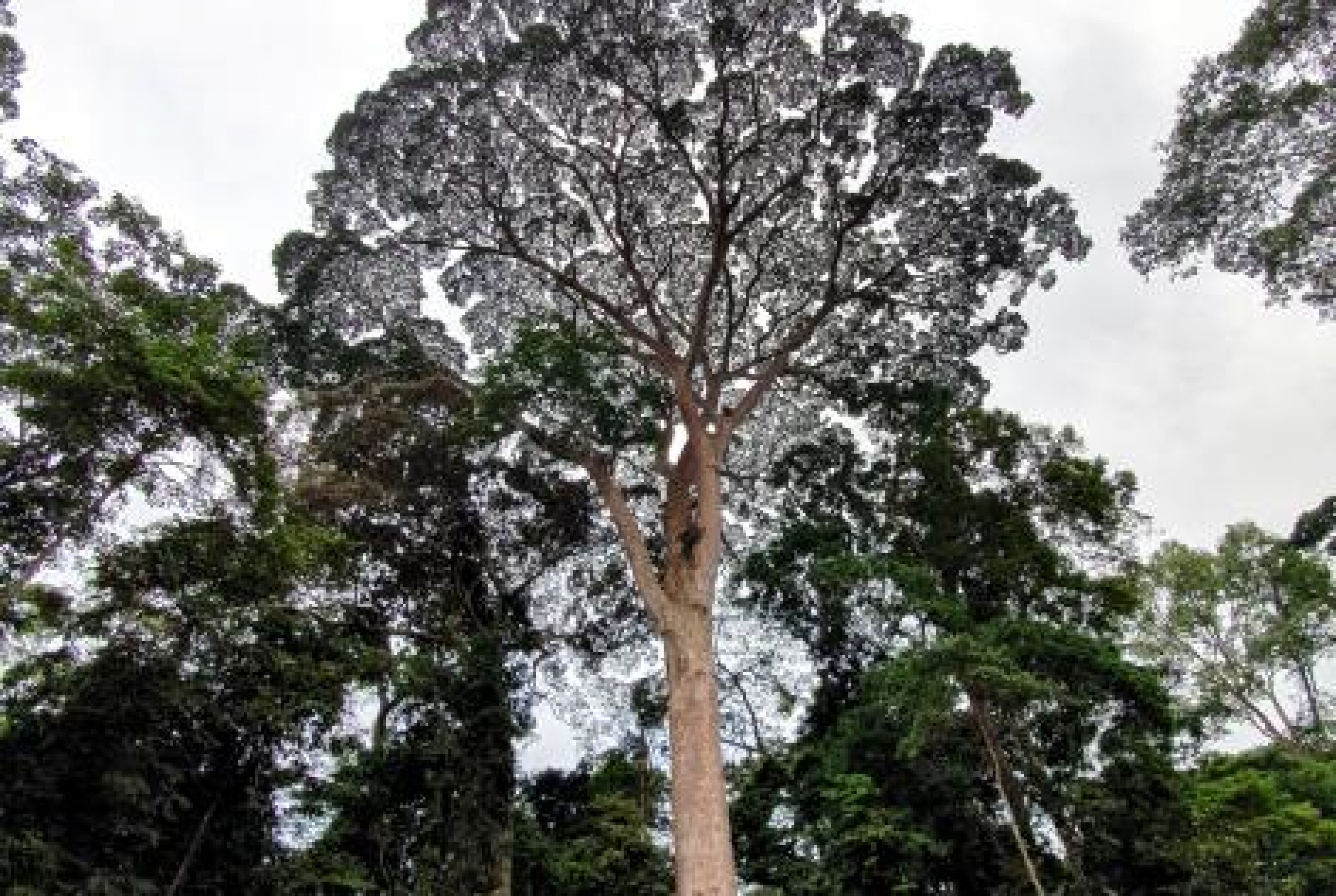 Renforcer la chaîne dapprovisionnement FSC – Le cas de lOkoumé | Forest  Stewardship Council