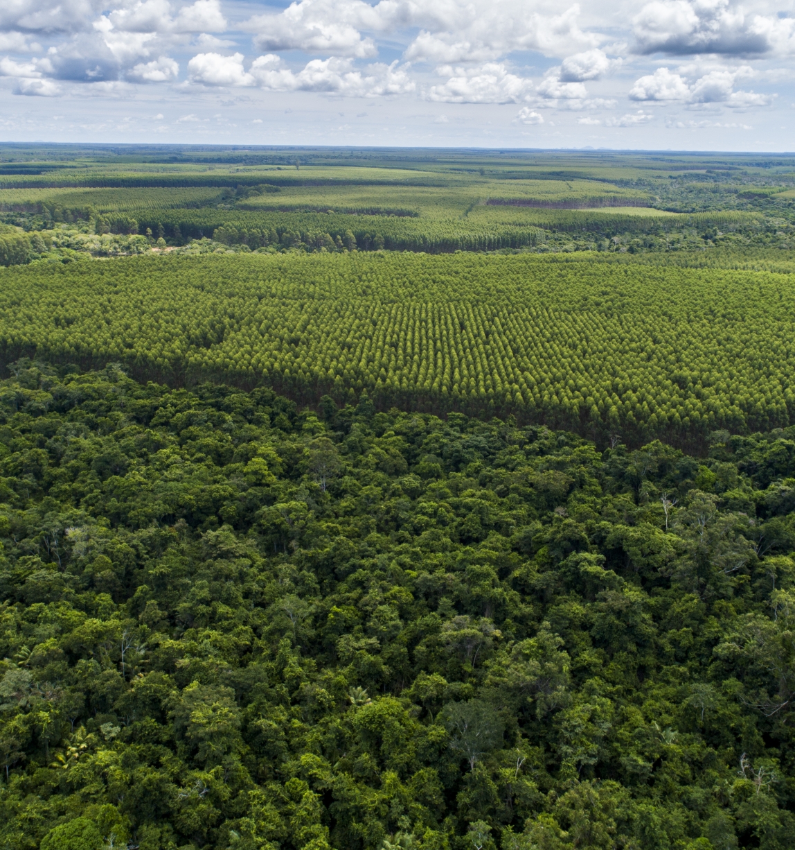 Forêt (c) Evandro Faustine Boltazar.jpg 