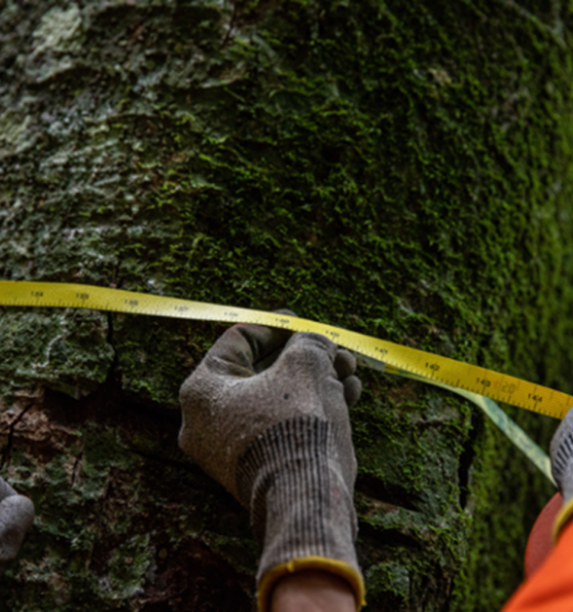 © FSC Africa / Jonathan Perugia