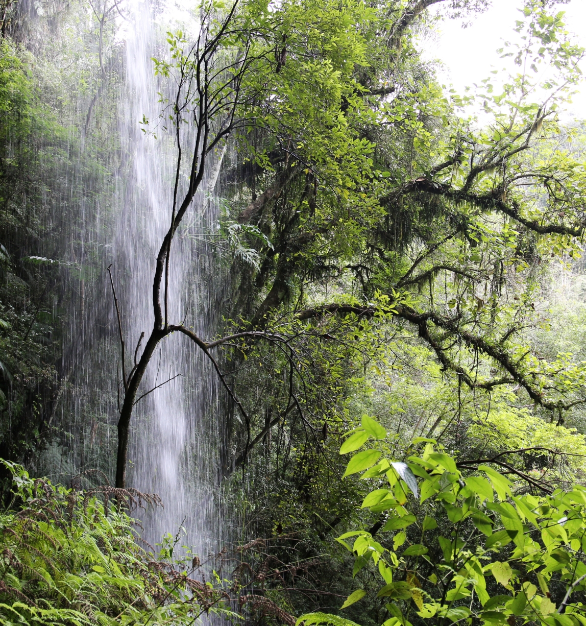 © FSC / Arturo Escobar