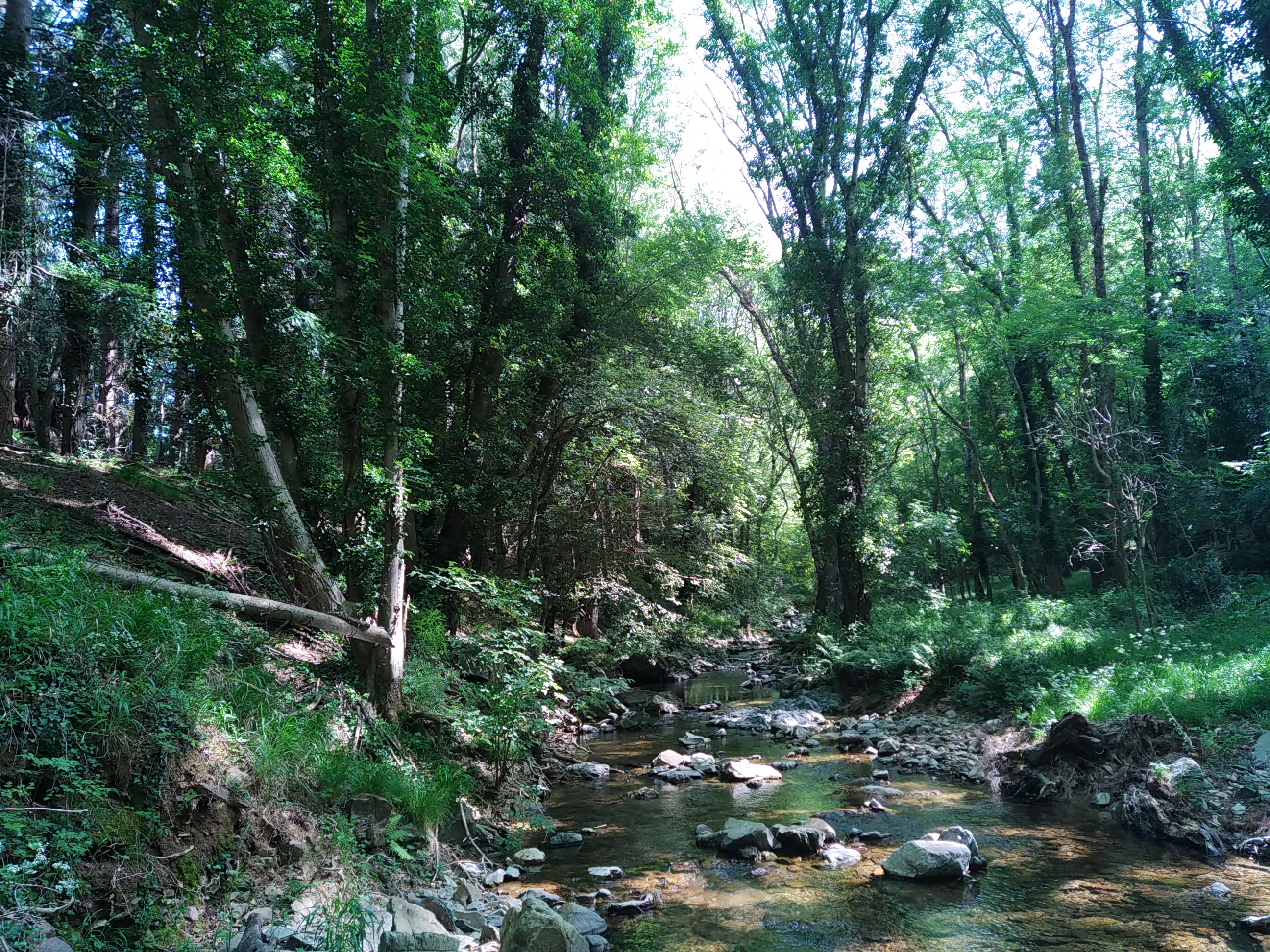 © Alcina - Forêt de Cousses-et-Brian, certifiée FSC