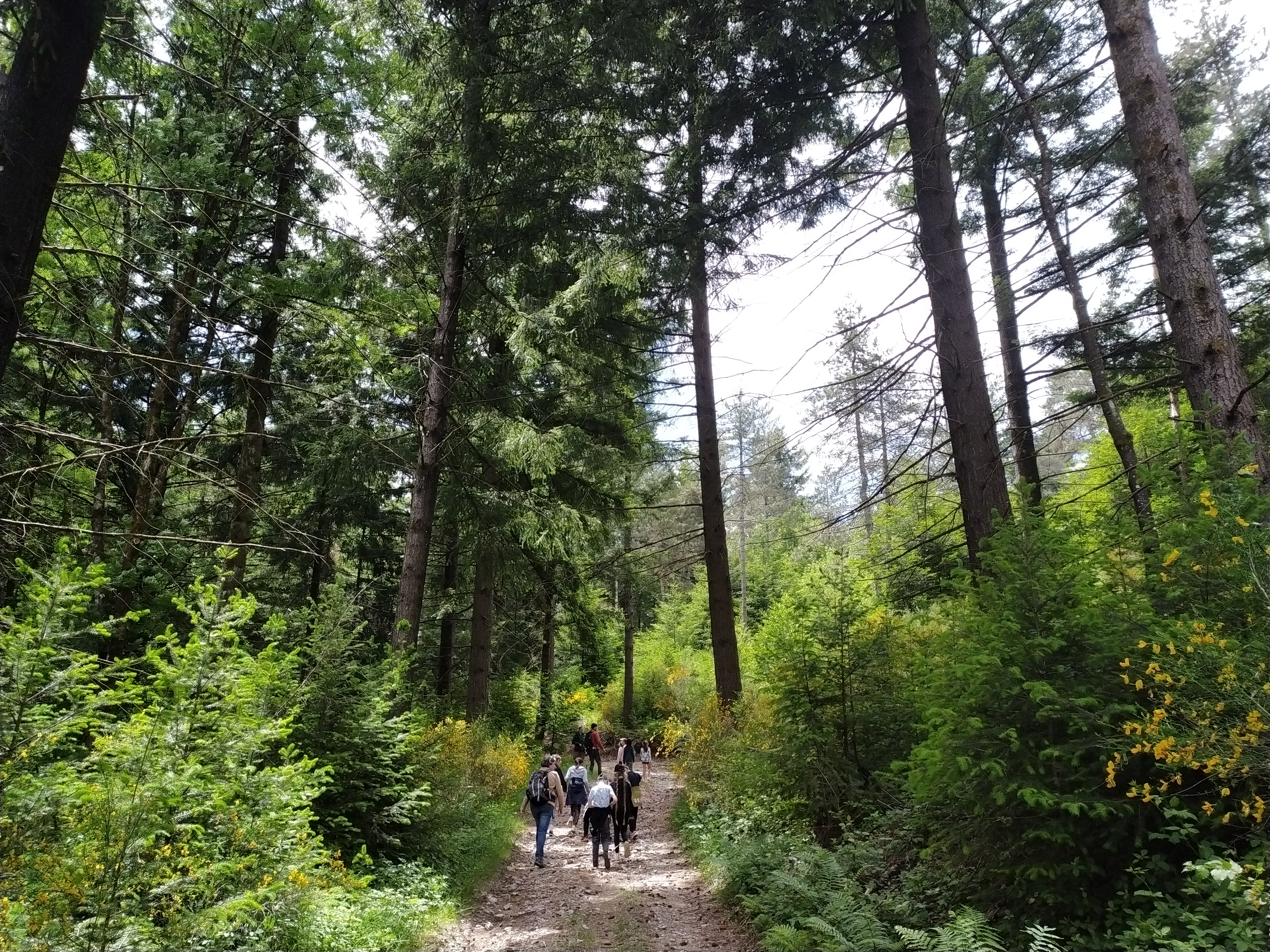 © Alcina - Forêt de Suquarel gérée par Alcina et certifiée FSC, fréquentée par le public (ici dans le cadre d'une animation Nuits des Forêts en juin 2024)