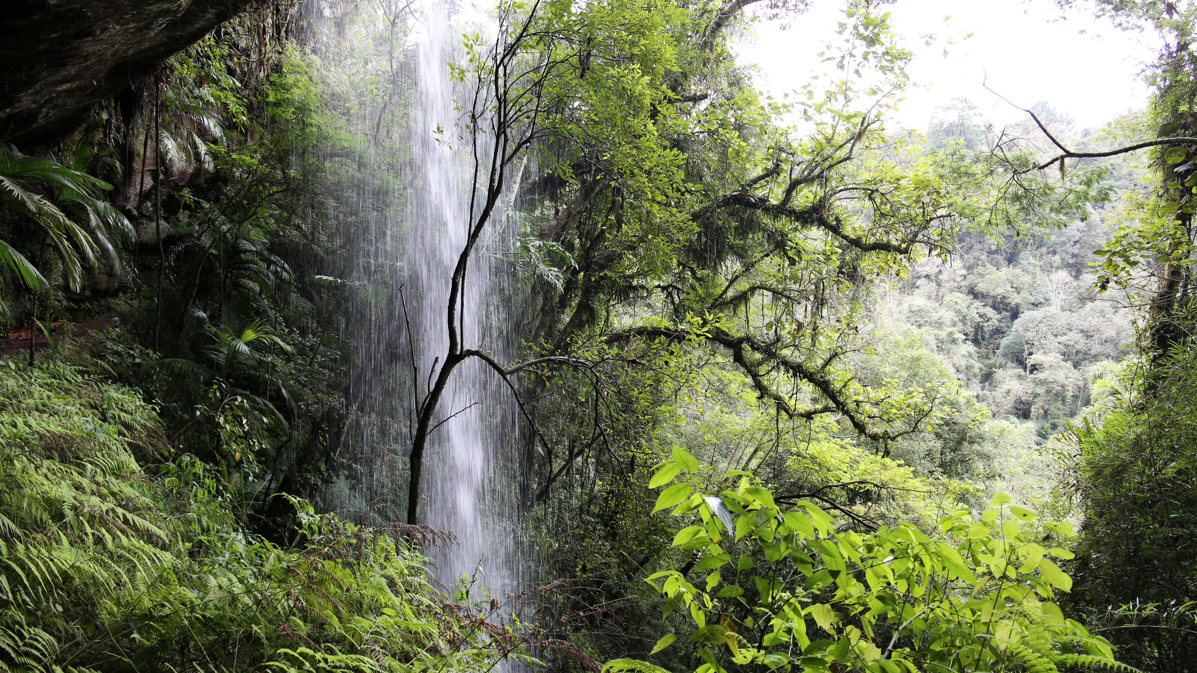 © FSC / Arturo Escobar