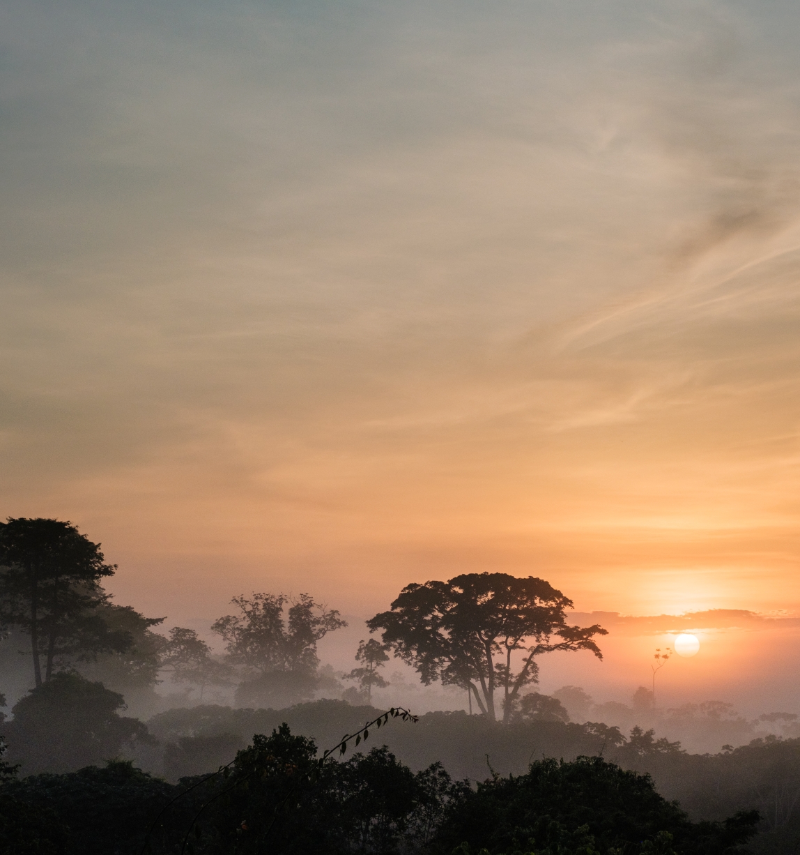 © FSC / Nyani Quarmyne