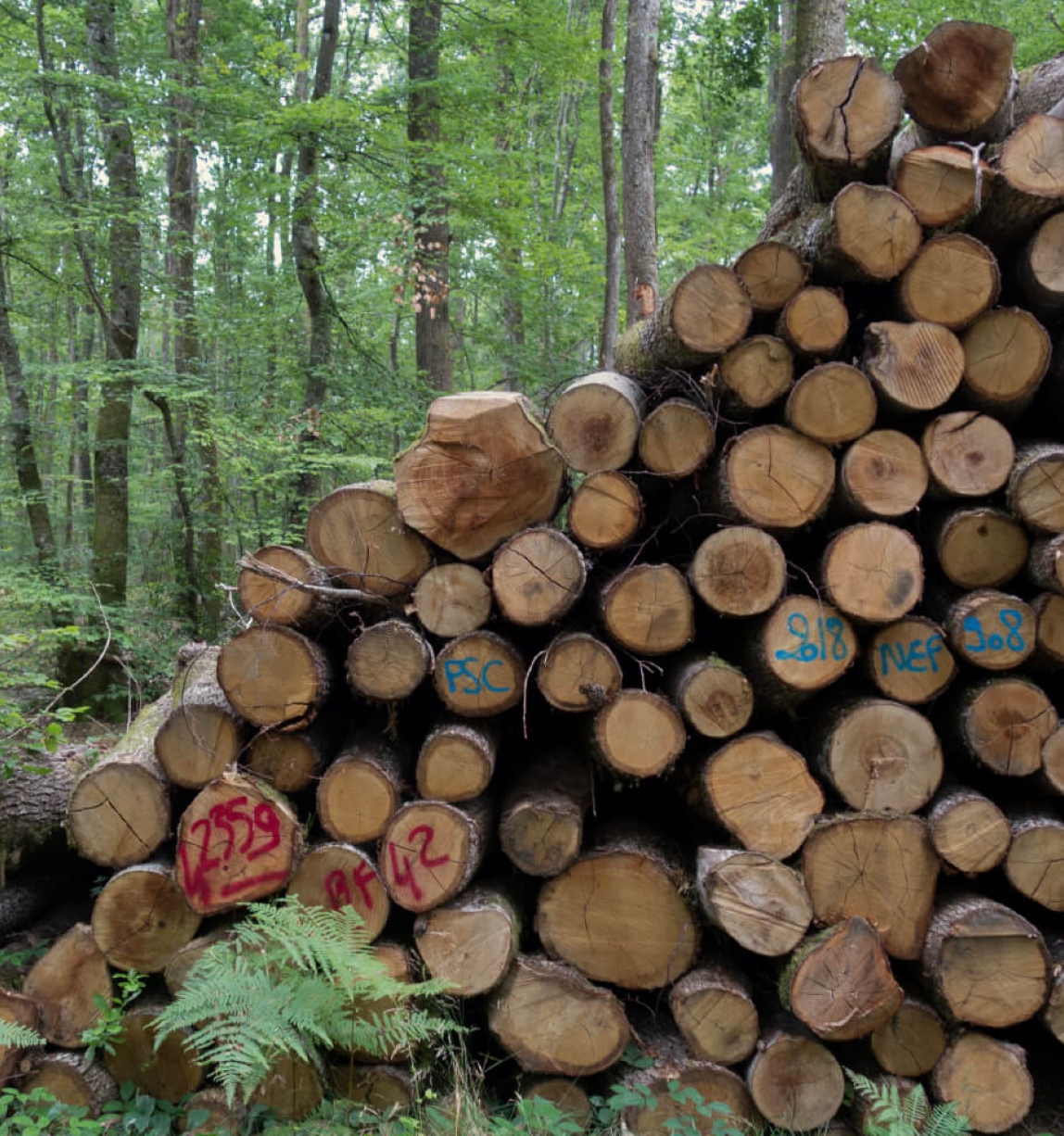 © FSC France / M. Rossi