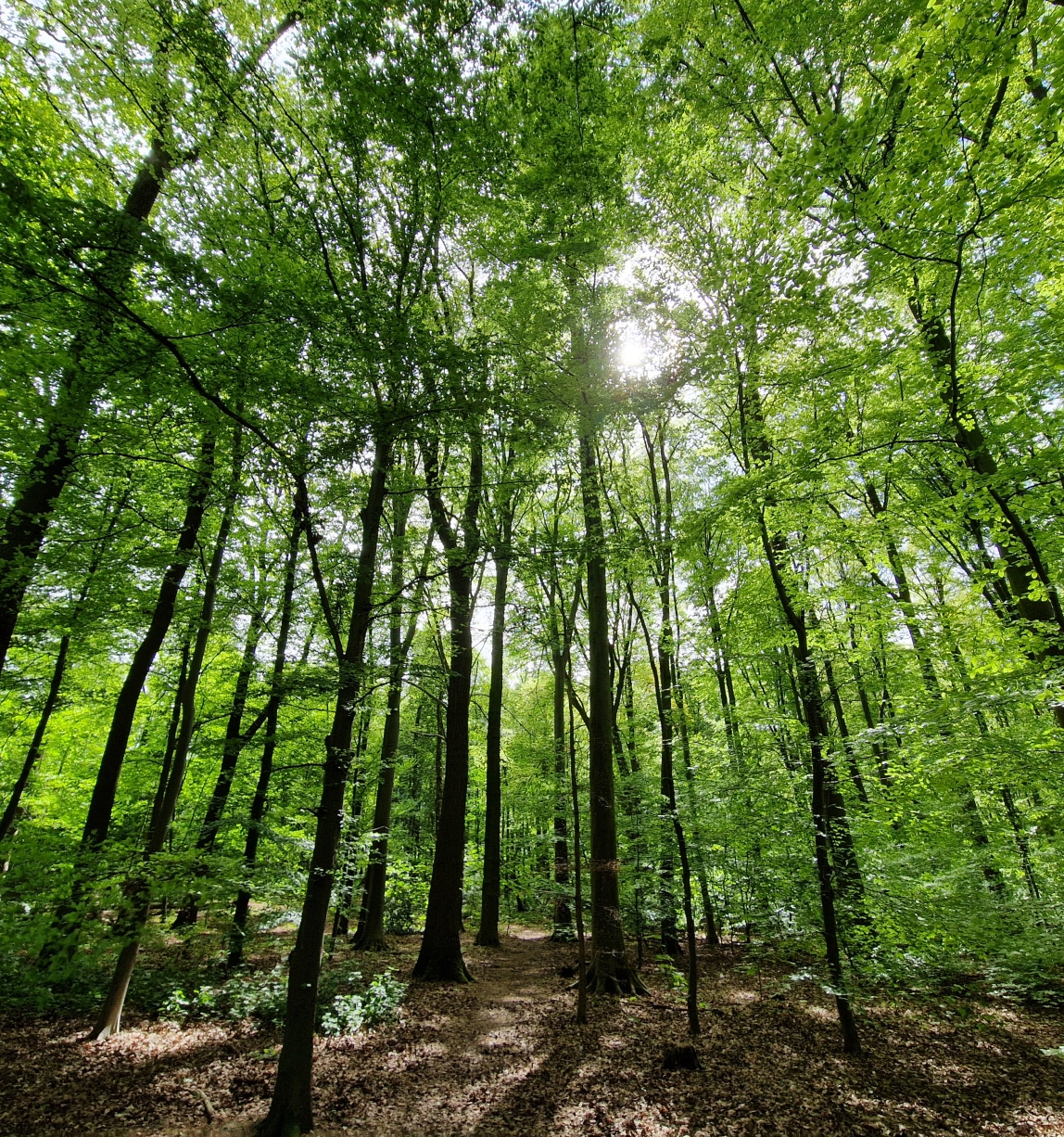 © FSC / Fabian Farkas