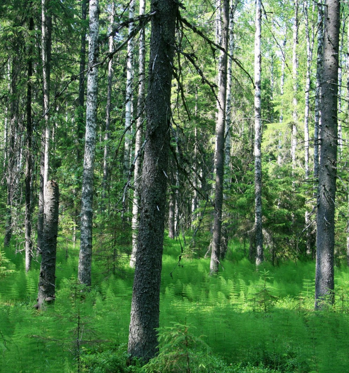 Forêt finlandaise