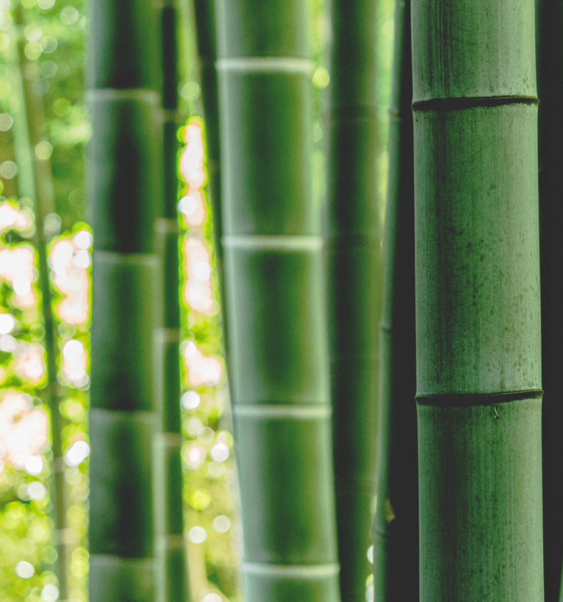Bambou (c) FSC Chine / Feiyue Liu