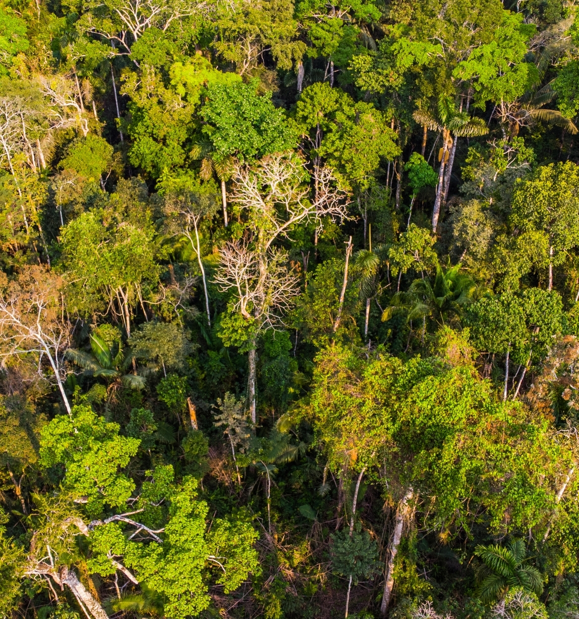 Forêt (c) FSC / Sebastián Castañeda