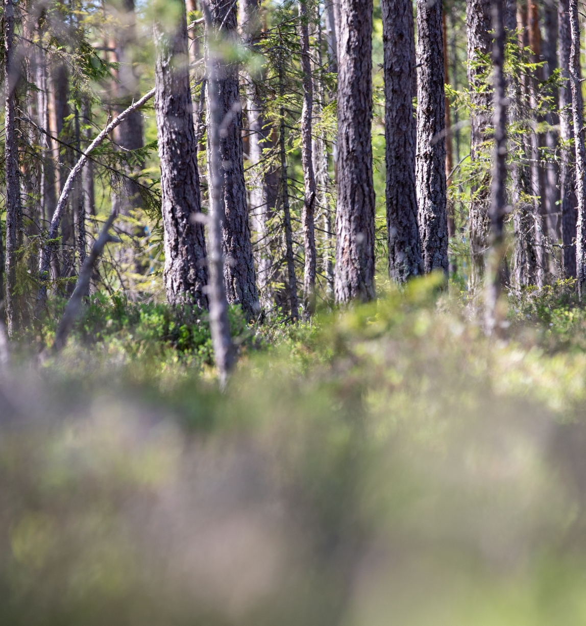 © FSC Sweden / Kolbjörn Örjavik