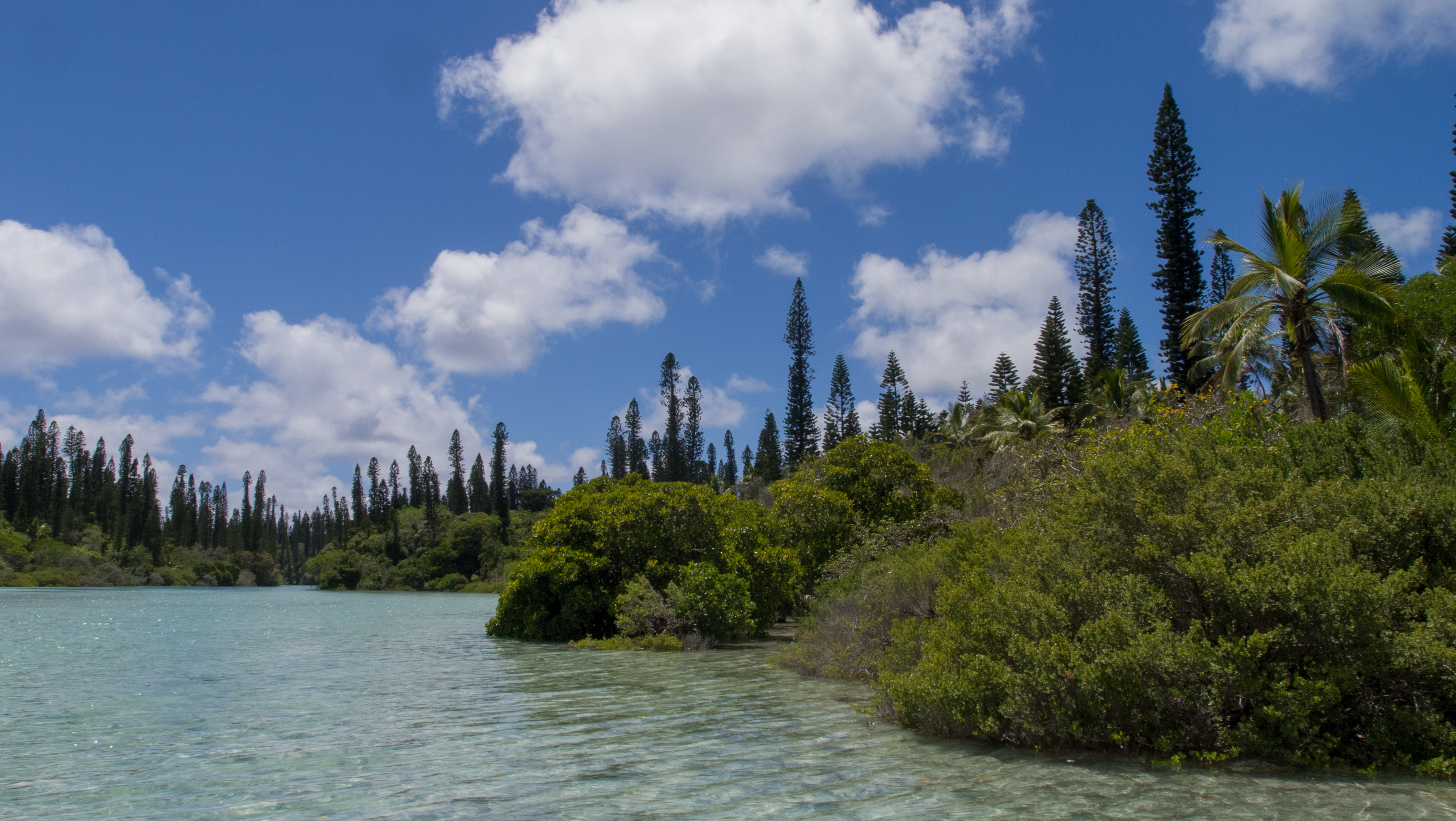 Forêt littorale sur l’île de Lifou, Nouvelle-Calédonie