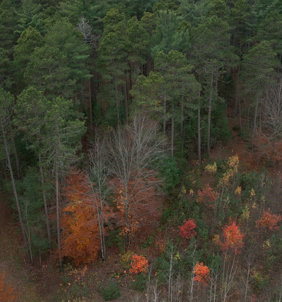 © FSC Canada / Wolf Eye Productions