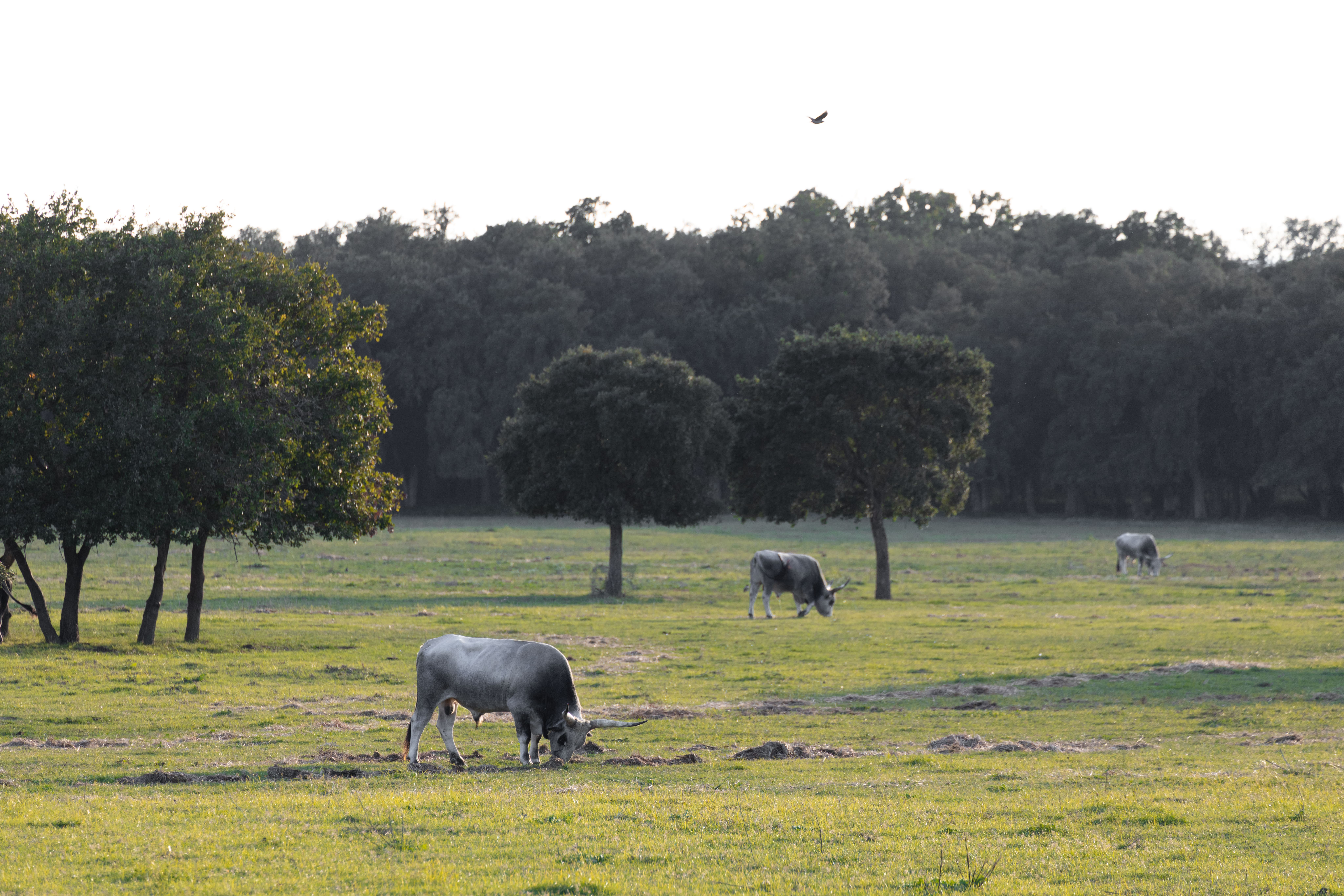 © FSC Italy / Elettra Gallone