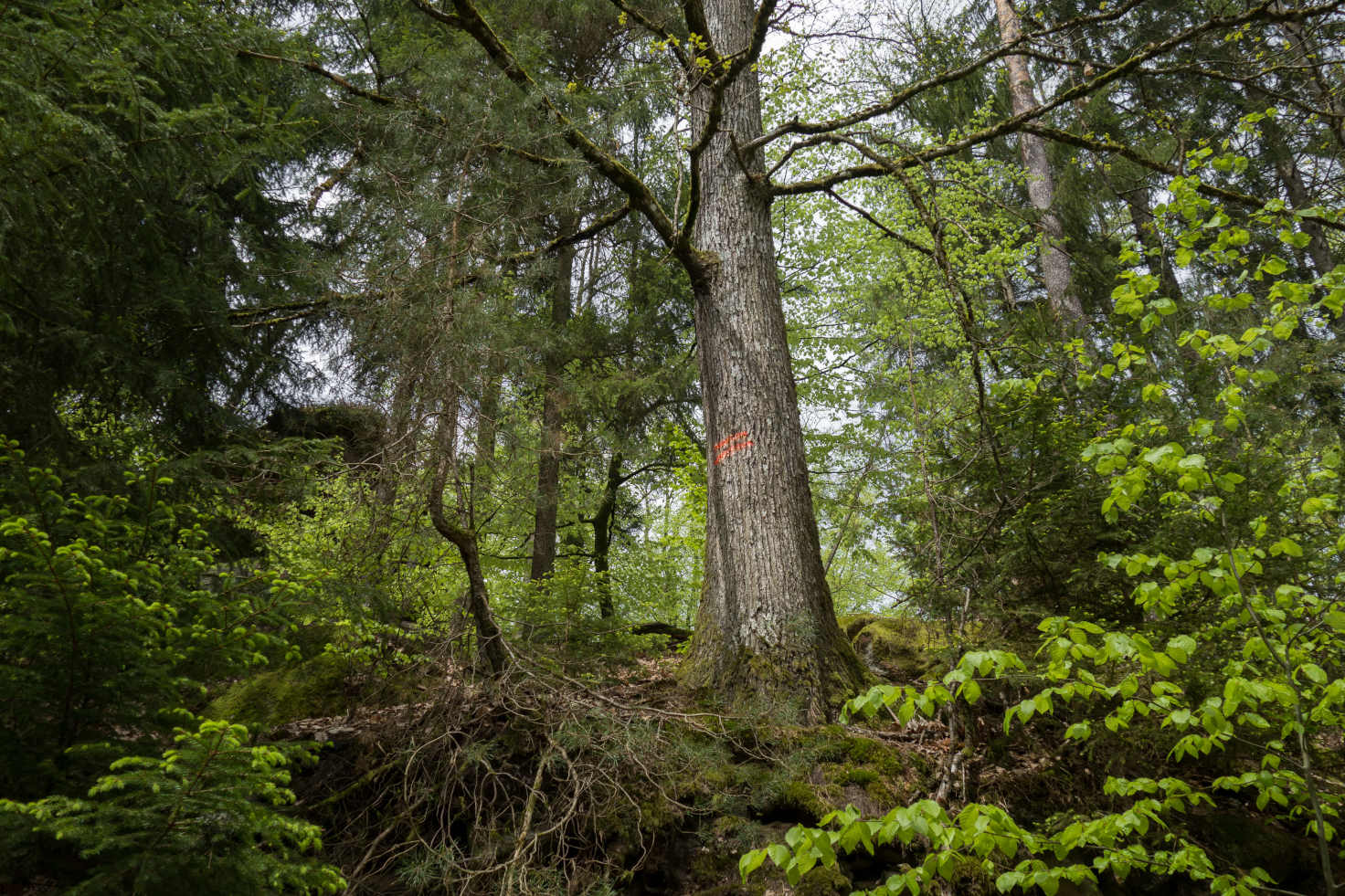 Forêt certifiée FSC - Dambach