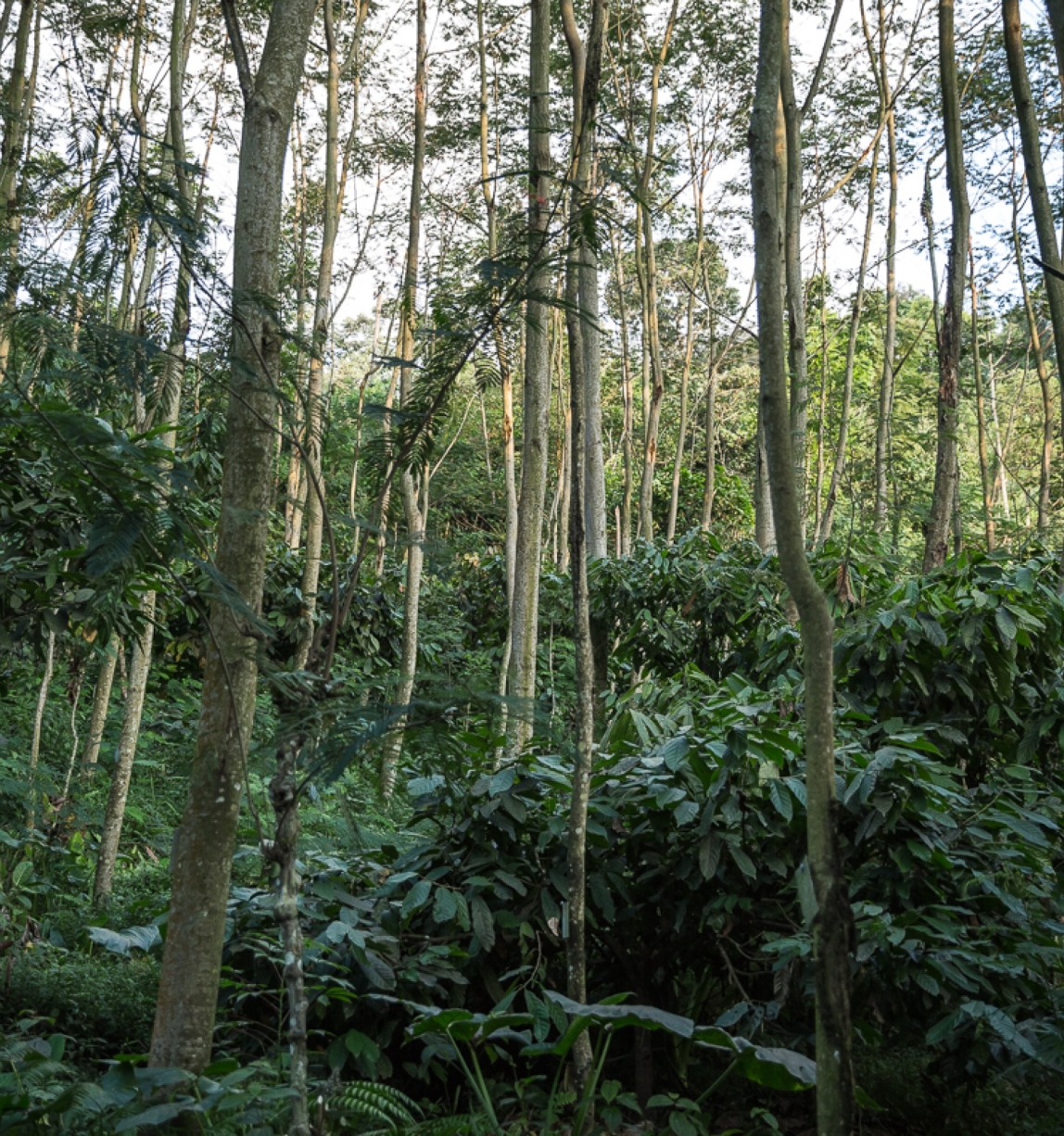 Forêt