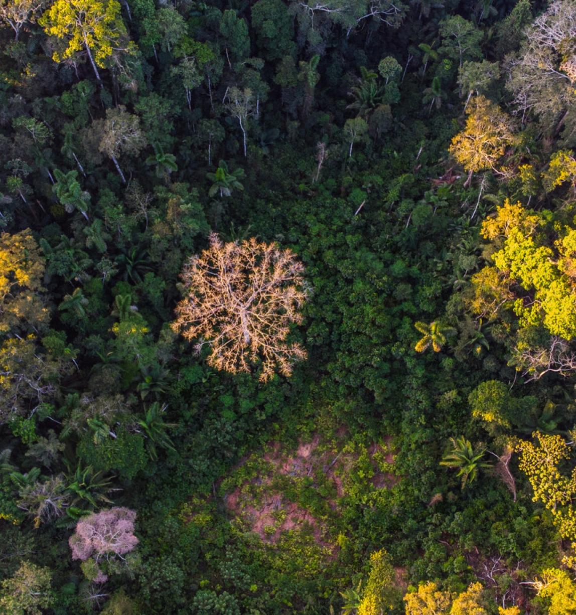 Forêt