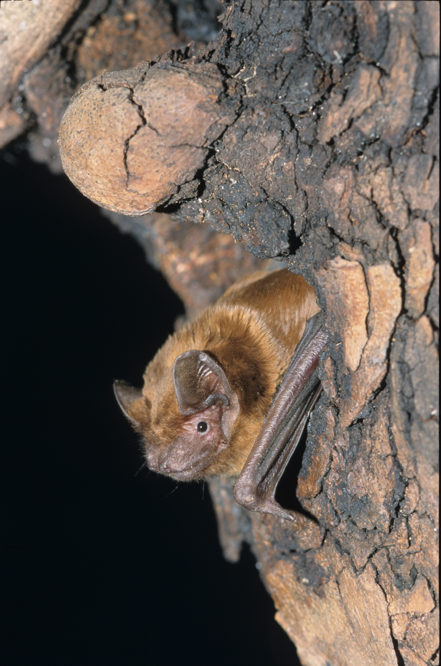 Noctule commune - © L. Arthur