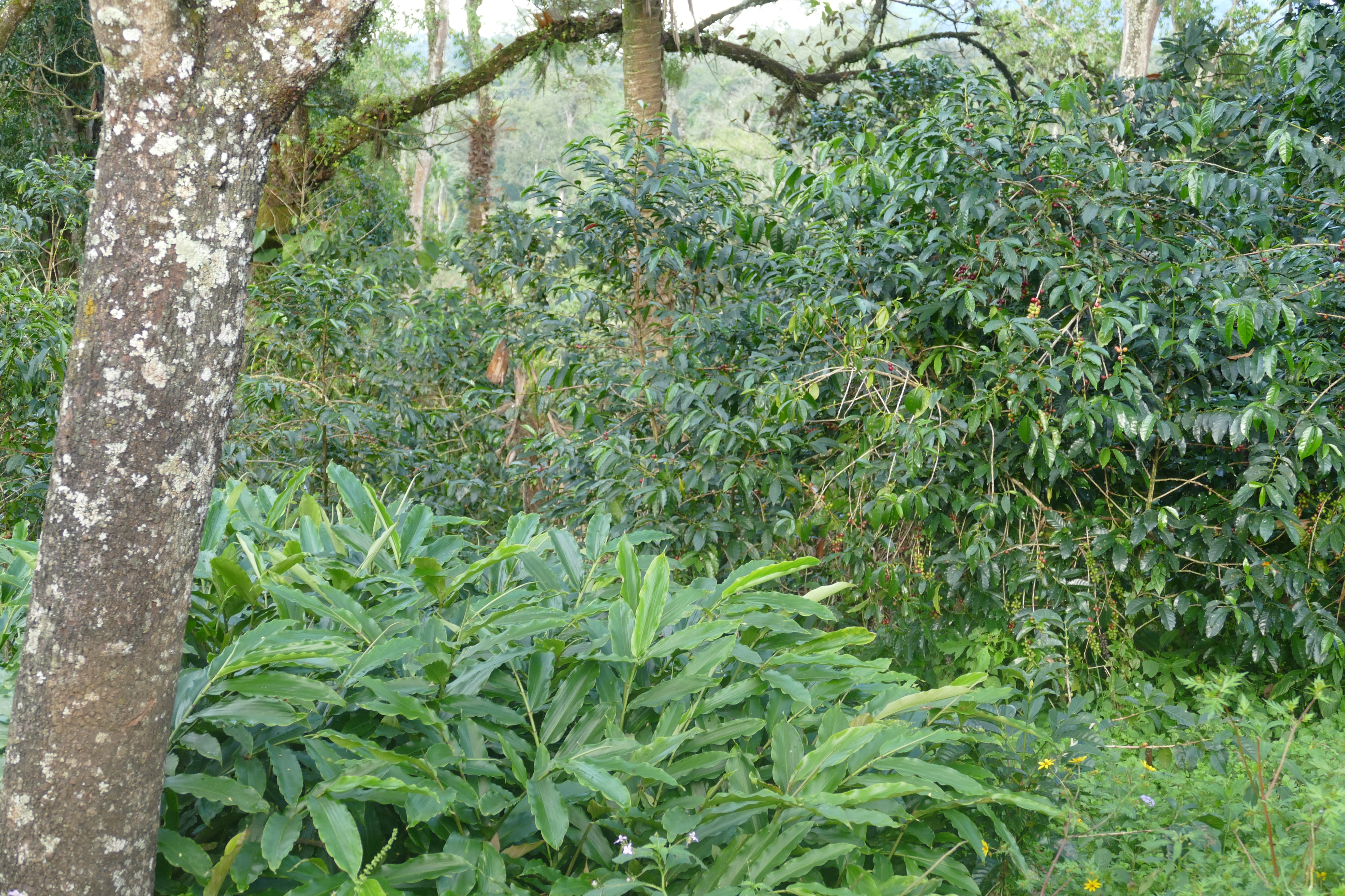 Ethiopie