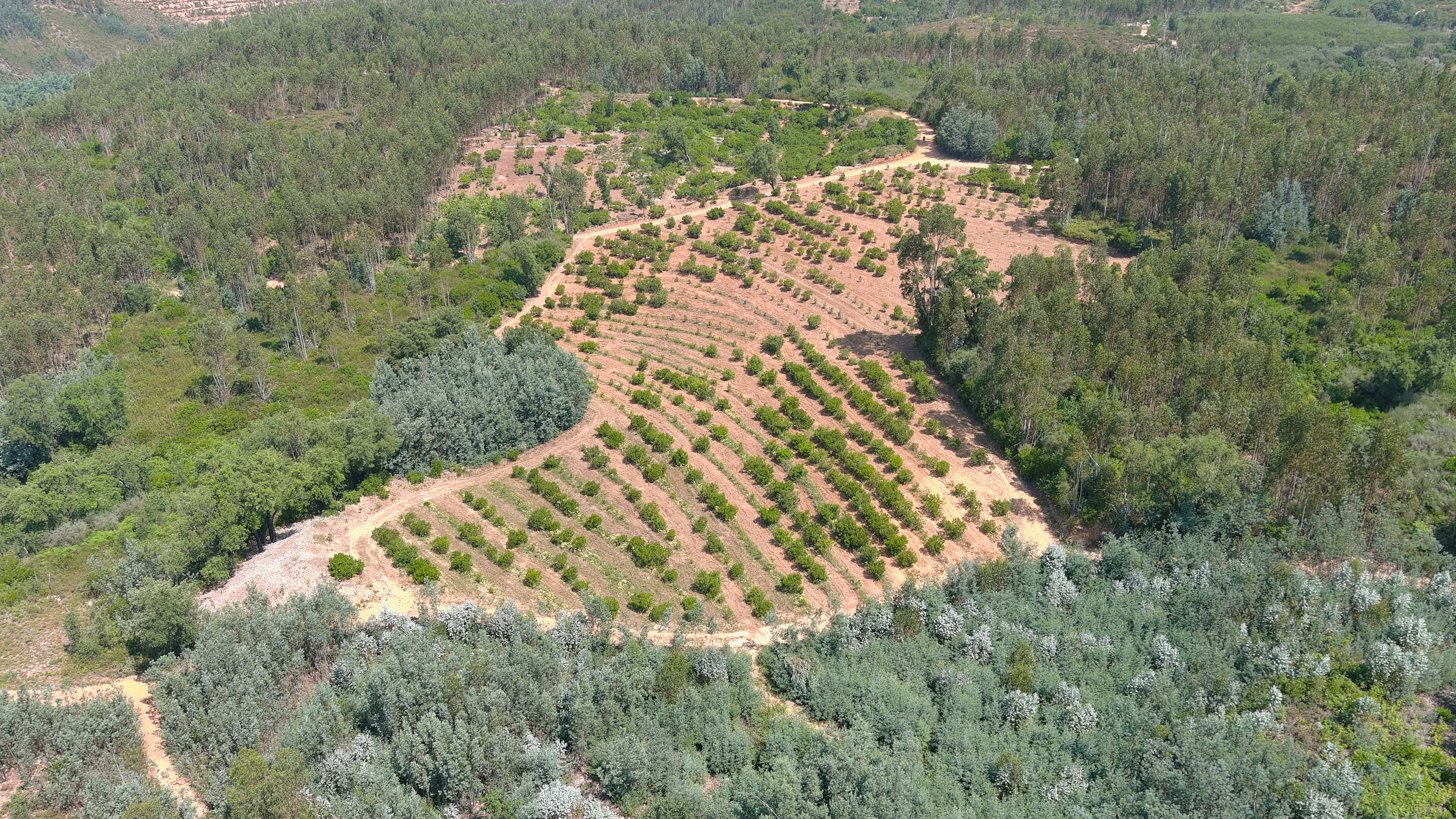 Vue aérienne d'une plantation d'arbousiers