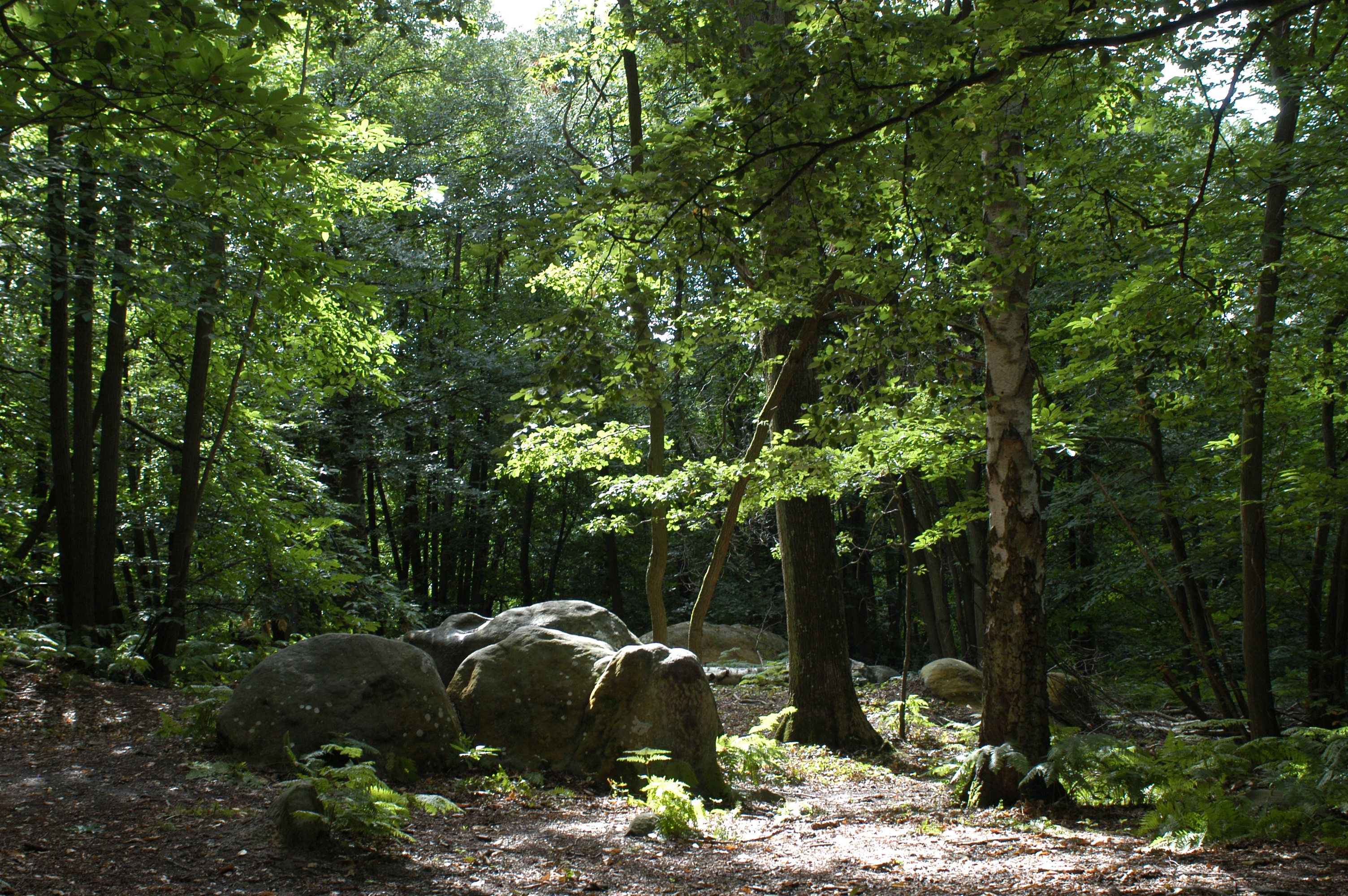 Forêt de Rougeau - AEV