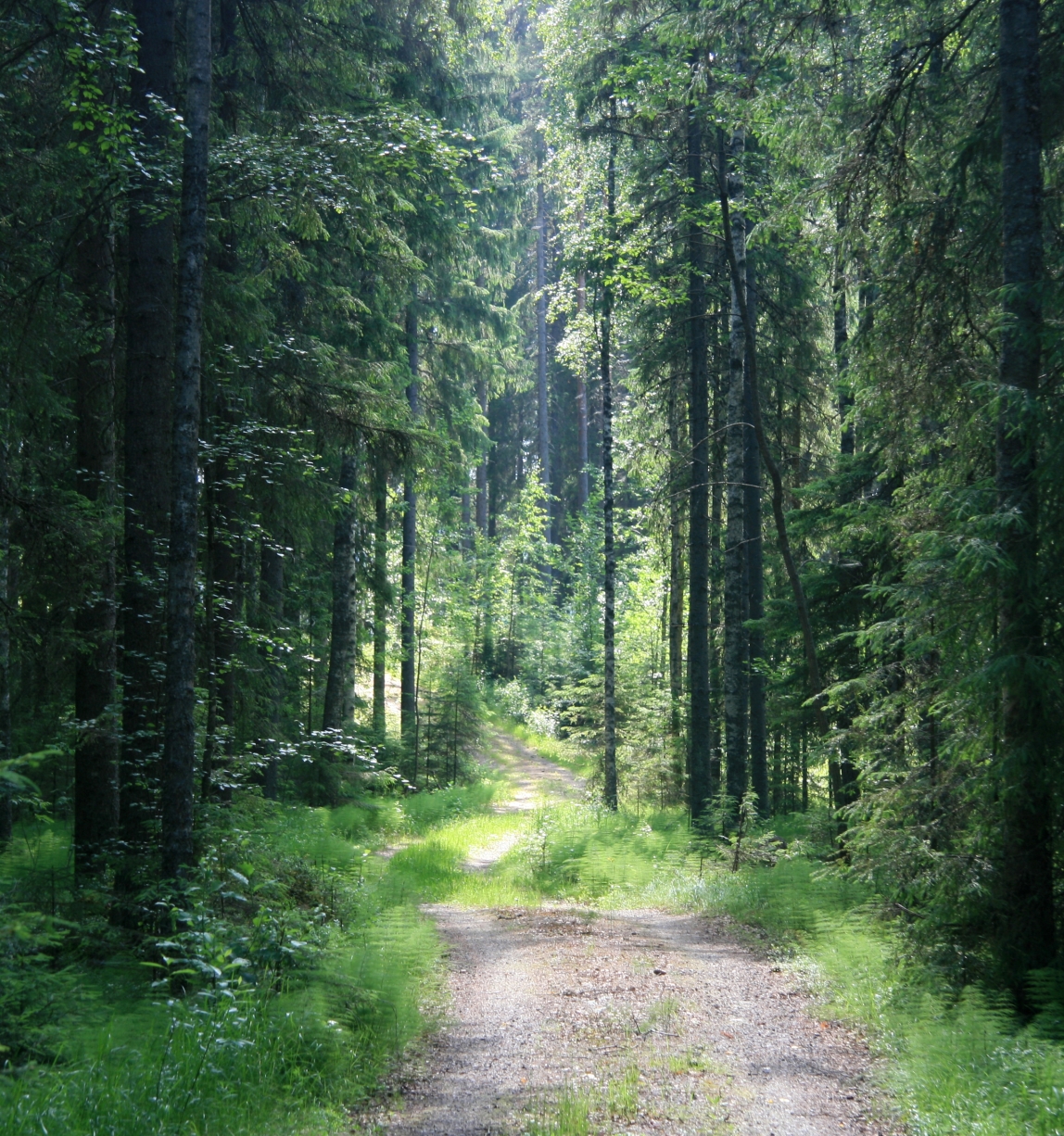 Forêt