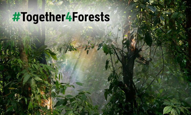 Together4Forests