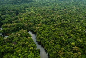 Forêts de Guyane
