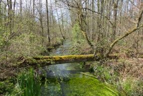 Forêt de Dambach