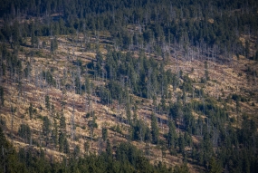 Forêts françaises