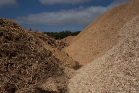 Sciures de bois