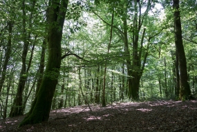 Forêts françaises