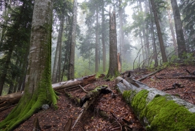 Forêts FSC