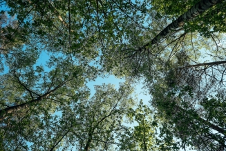 Canopée forêts