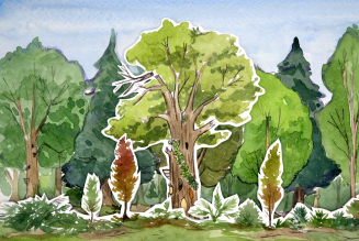 Forêts dessins