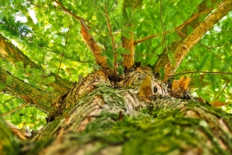 Arbre