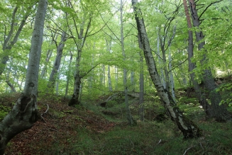 Forêts FR