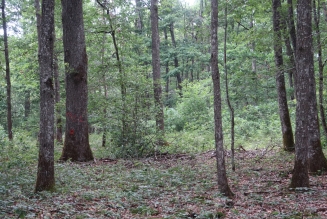 Forêts
