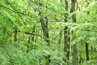 Forêts