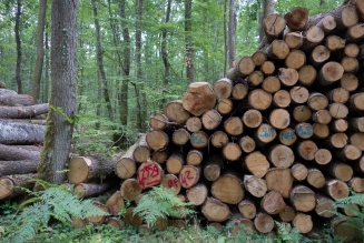 Forêts