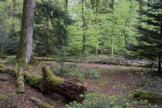 Forêts