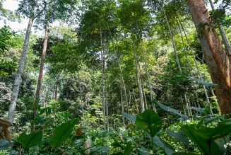 Forêts