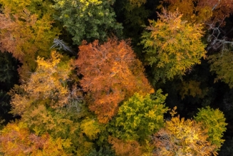 Trees