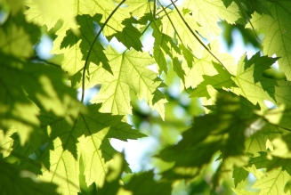 Feuille