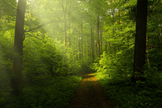 Forêts