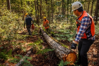 Travailleurs en forêt